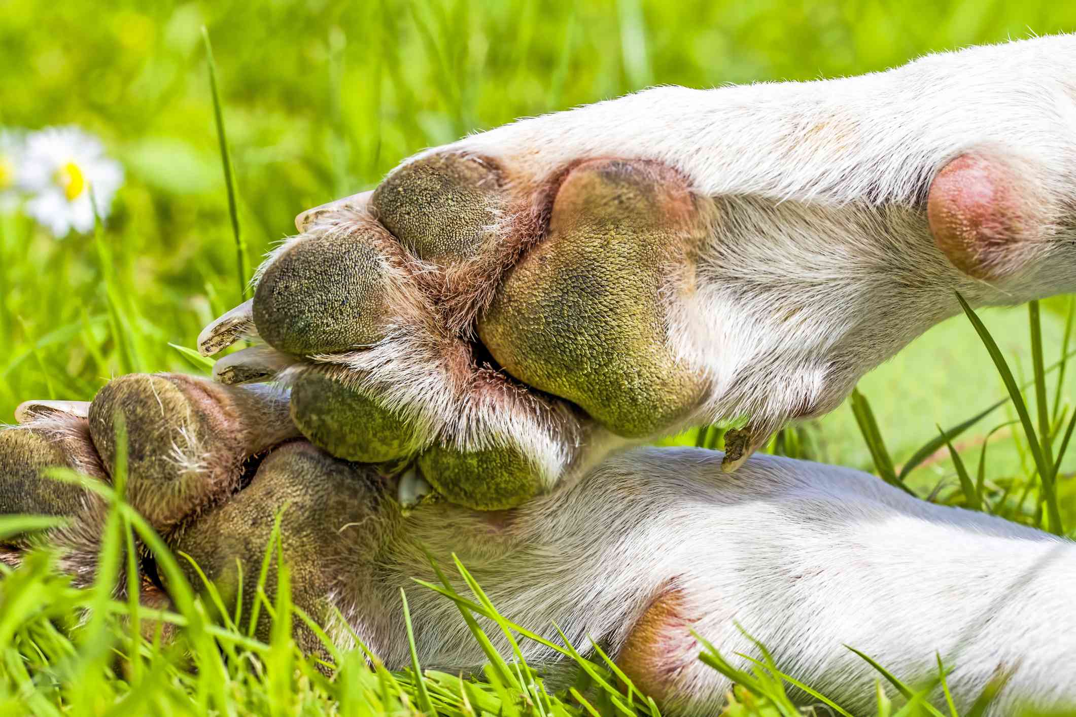 一只狗的脚掌躺在草地上＂width=