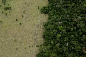 亚马逊森林地区的森林被砍伐，以饲养牲畜和保留的森林。＂width=