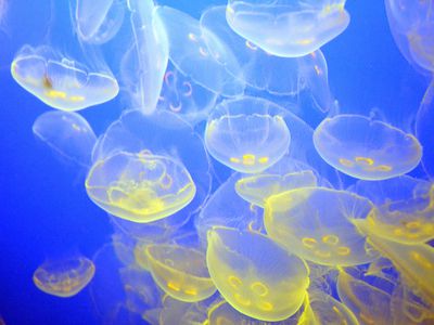 A large school of clear jellyfish with yellow center tentacles floating in blue water