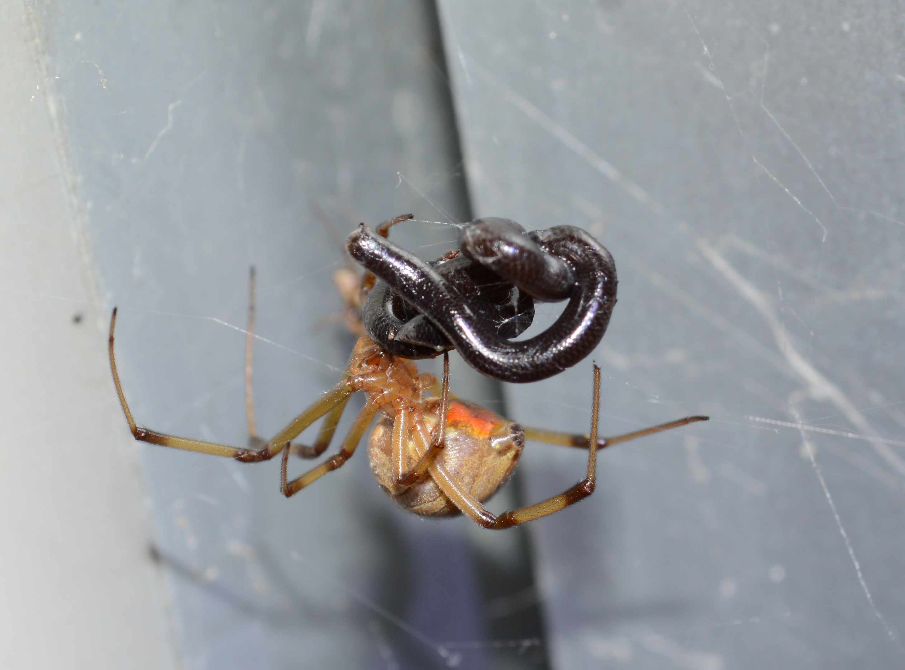 棕色寡妇蜘蛛正在吃婆罗门盲蛇