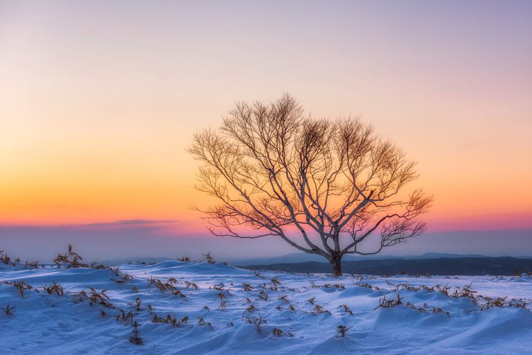 冬天一棵孤零零的光秃秃的树，日落时地上有雪
