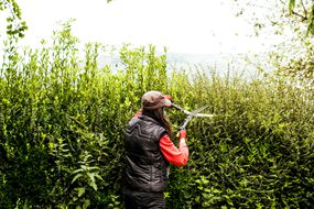 woman pruning a hedge