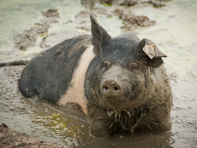一头猪站在泥坑里，正滴着泥