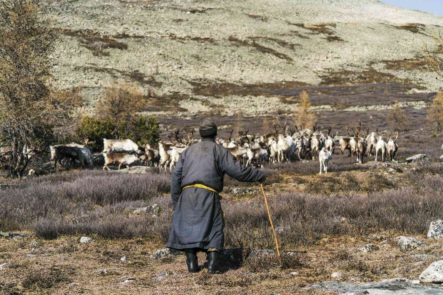 牧羊人和羊在西伯利亚大草原苔原