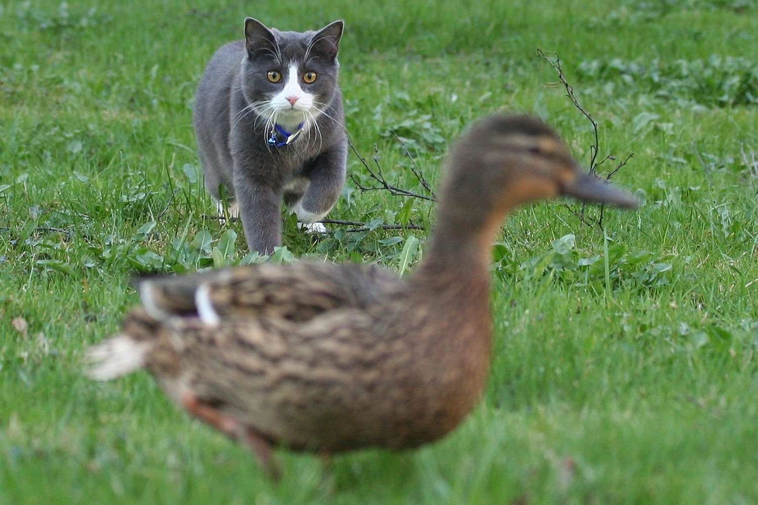 猫跟踪一只鸭子