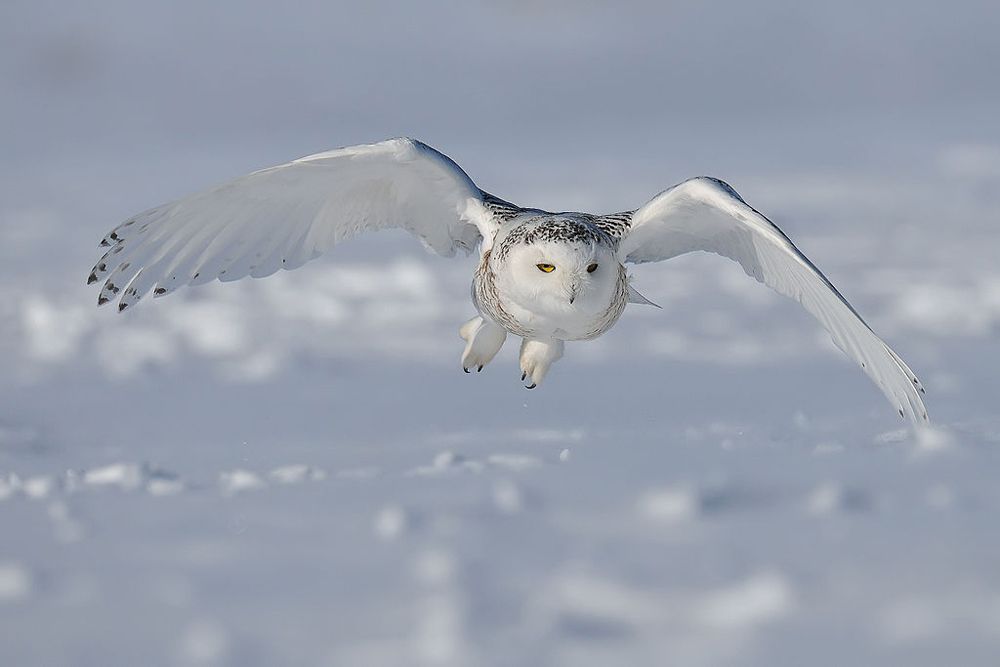 雪白的猫头鹰在雪地上飞翔