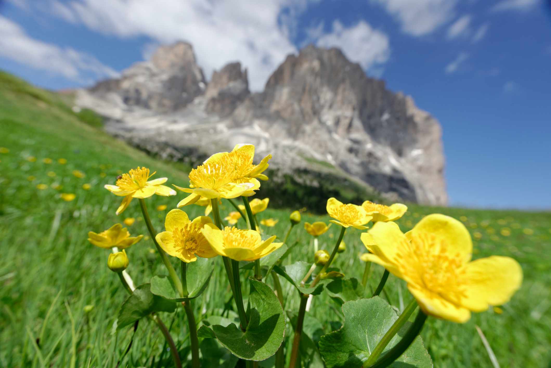 沼泽万寿菊(Caltha palustris)