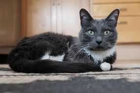 灰色和白色的猫坐在室内地毯上，同时坚定地用宽眼睛凝视“width=