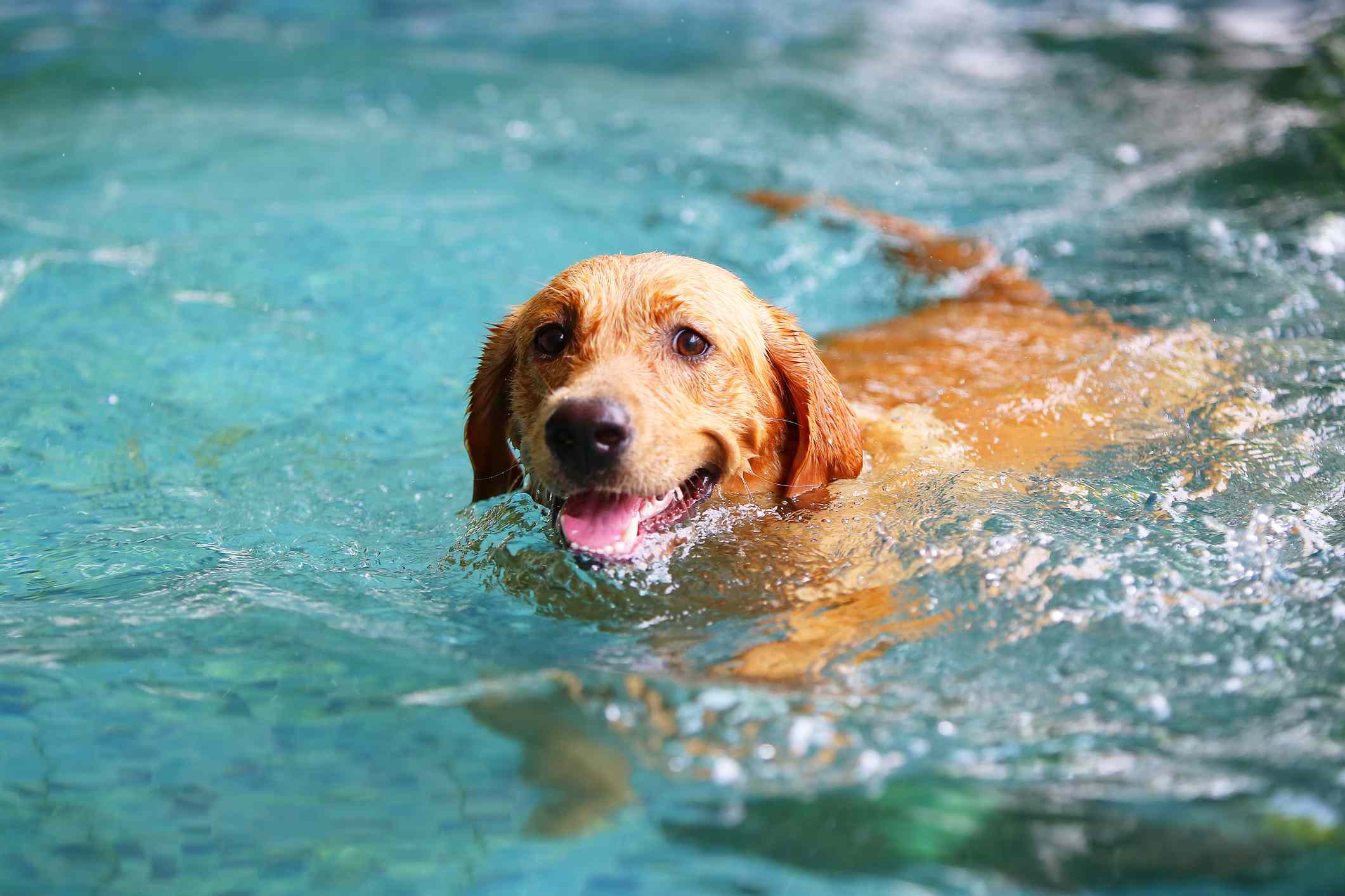 一只黄色的拉布拉多寻回犬在游泳池里游泳