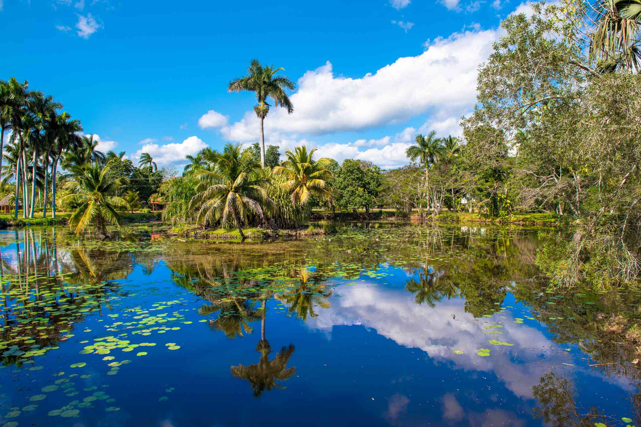 充满活力的蓝天在蓝色水中反射了与绿色百合植物在棕榈和常青树围拢的水中，在Ciénagade zapata生态旅游区域