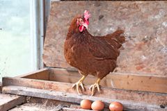 红鸡在鸡蛋中的木制束上与鸡蛋和鸡蛋