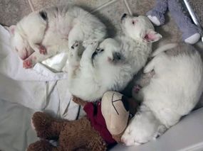 三只小狗一起睡觉