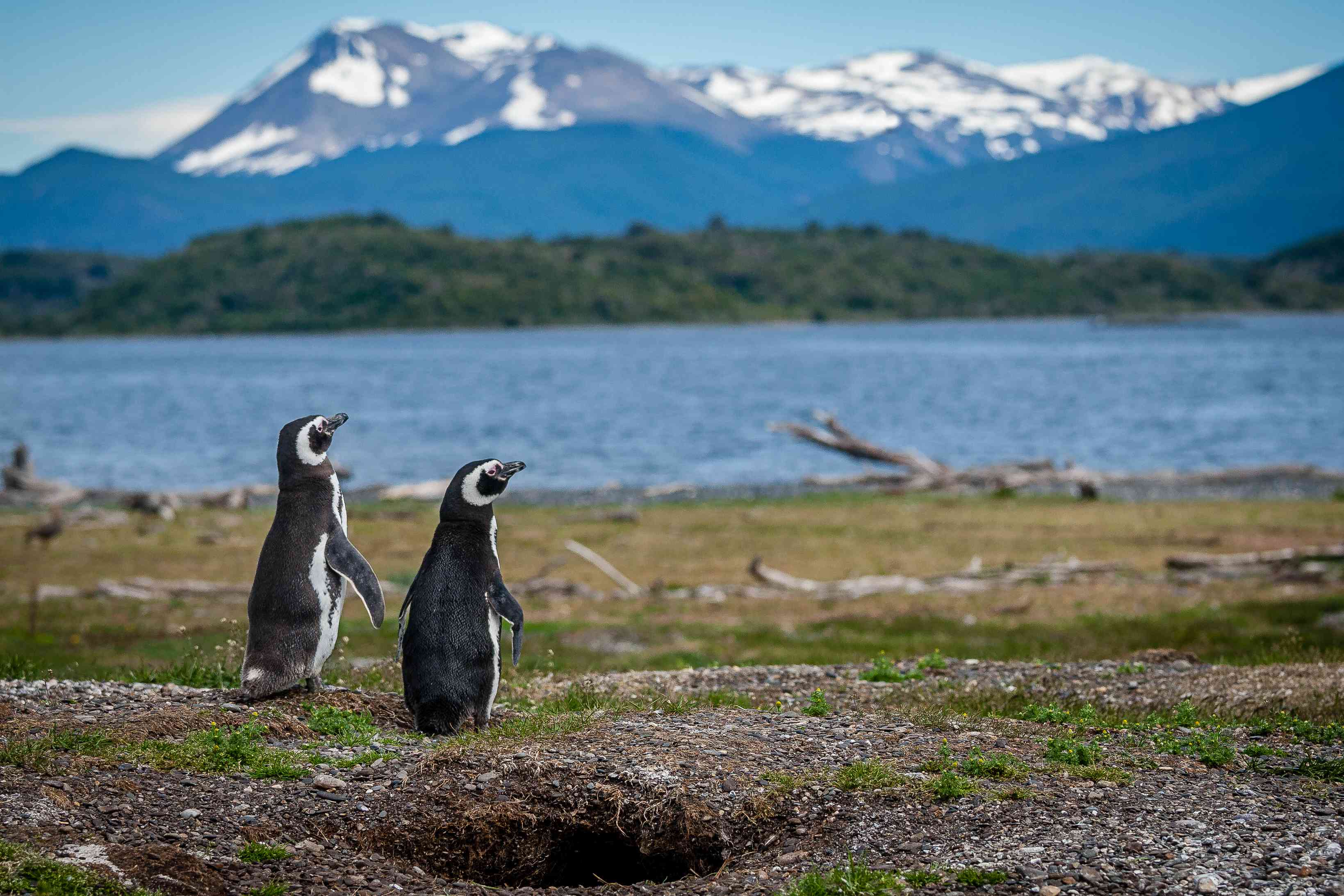 两名麦哲伦企鹅坐在水和山景的面前的草皮海岸线上“width=
