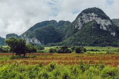 Viñales谷的景色，成排的植物生长在地面上，巨大的石灰岩岩层被绿色的植物覆盖在远处白云密布的天空下
