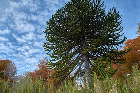 猴谜树(Araucaria araucana)＂width=