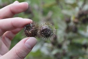 较小的牛蒡毛边导致尼龙搭扣连接在一起