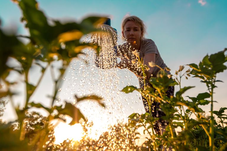 女人照顾植物，在日落时分用喷壶浇绿芽。农业或园艺概念＂class=