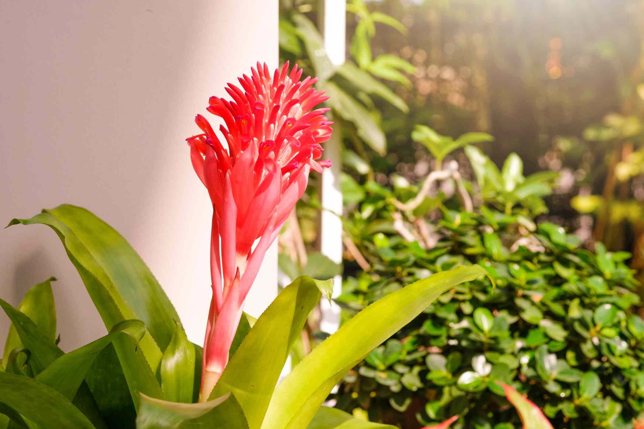 一株亮粉色的瓮形植物在窗户附近晒太阳＂width=
