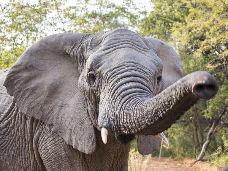 非洲大象向相机伸出“class=