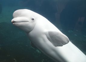 一只白鲸在康涅狄格州神秘水族馆。＂width=