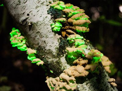 Cluster of Panellus stipticus on a tree, glowing green