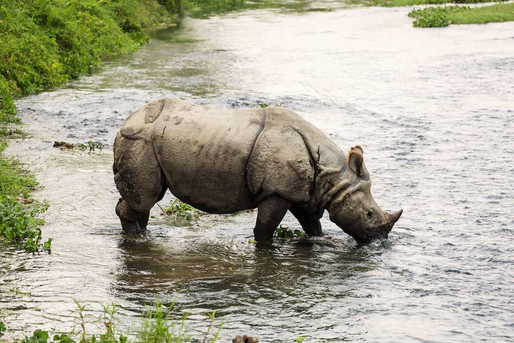 尼泊尔的犀牛站在一条浅河里＂width=