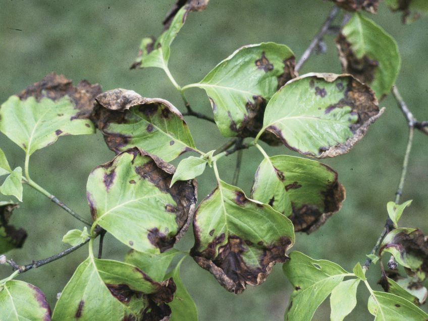 山茱萸炭疽病，使绿叶变成棕色。