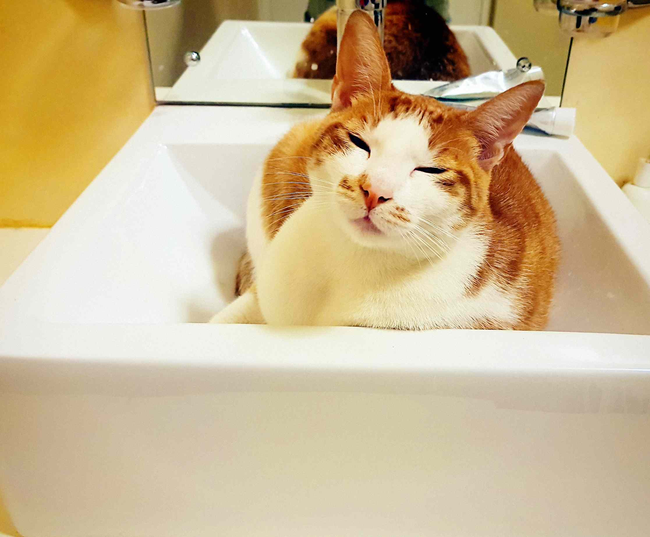 内容白色和橙色的猫在一个水槽”width=