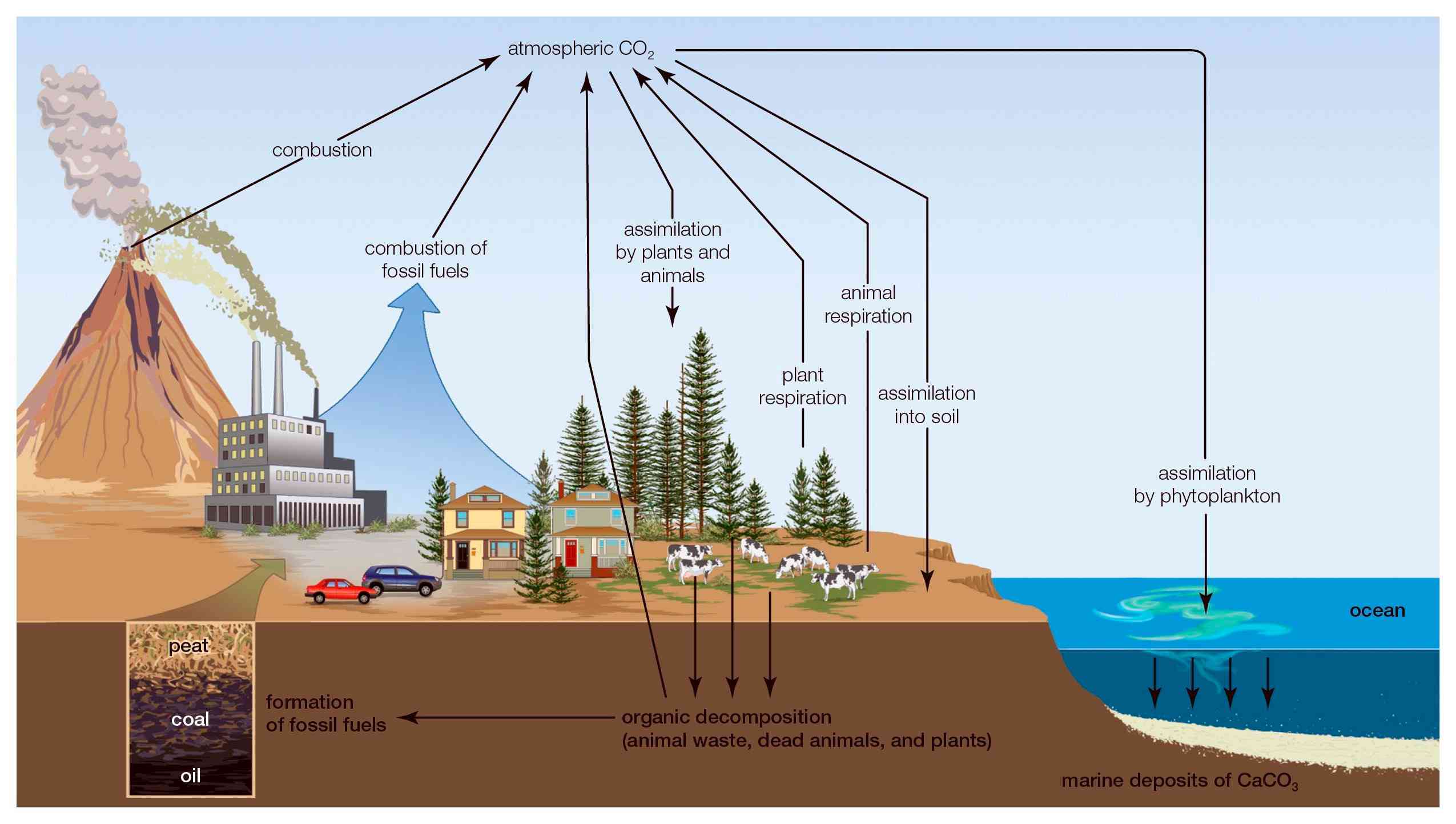碳循环是指大气中的碳被土壤、植物和海洋所吸收的系统
