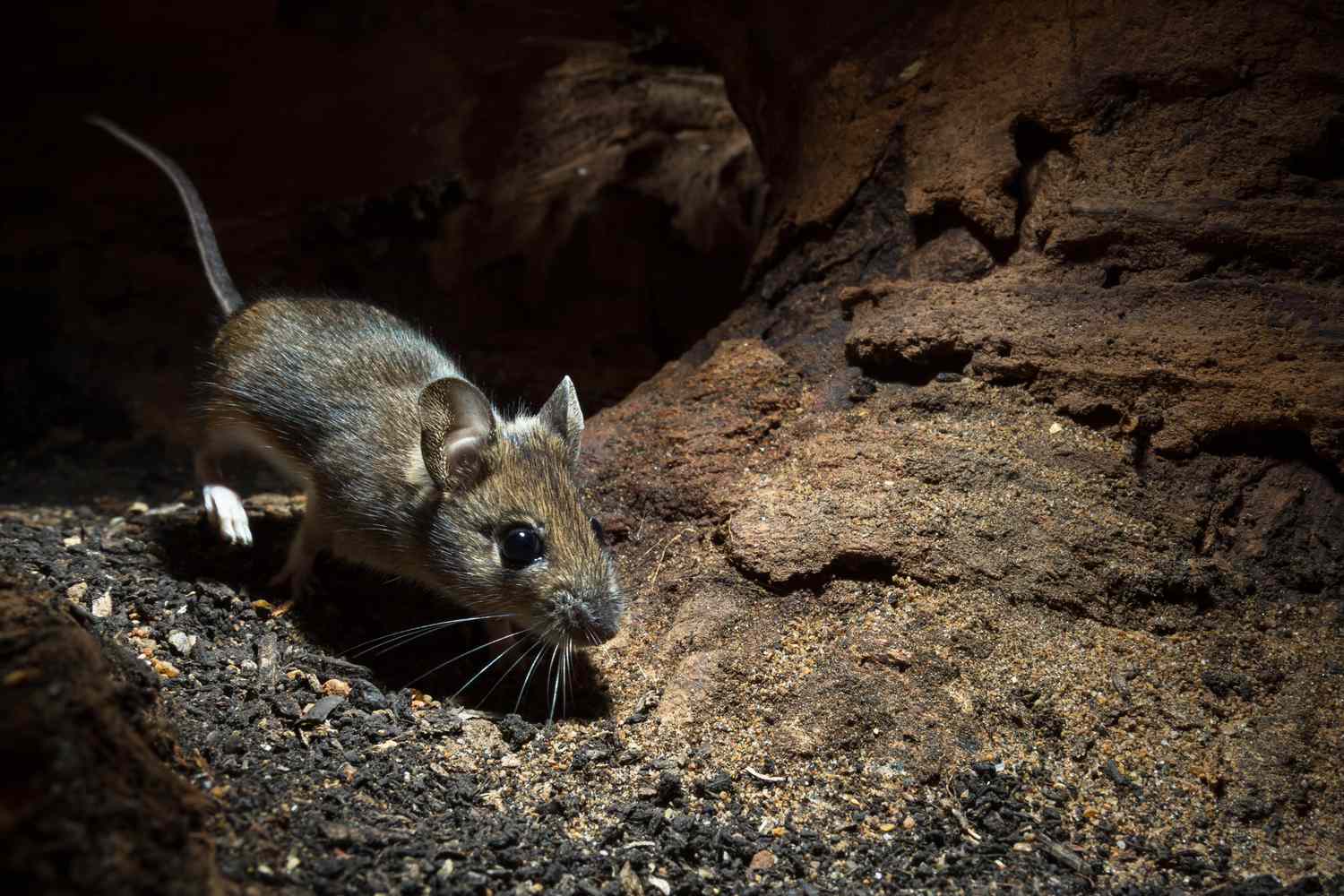 棕色的木头老鼠在一个地下洞穴