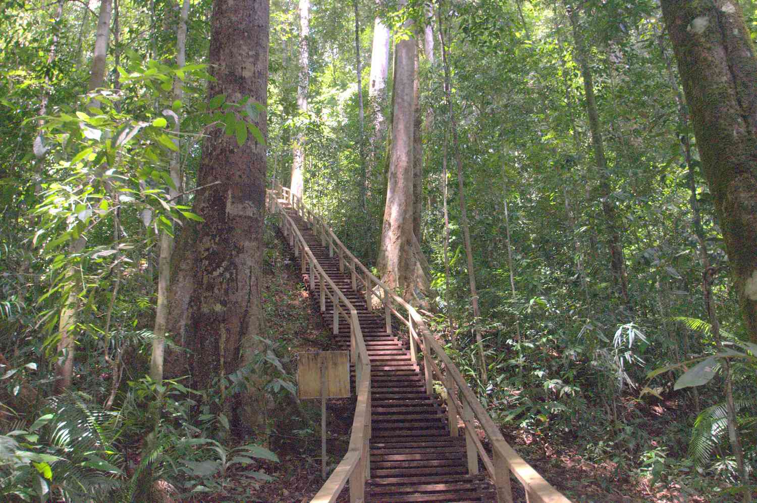 木板路楼梯上升到文莱热带雨林的树冠层