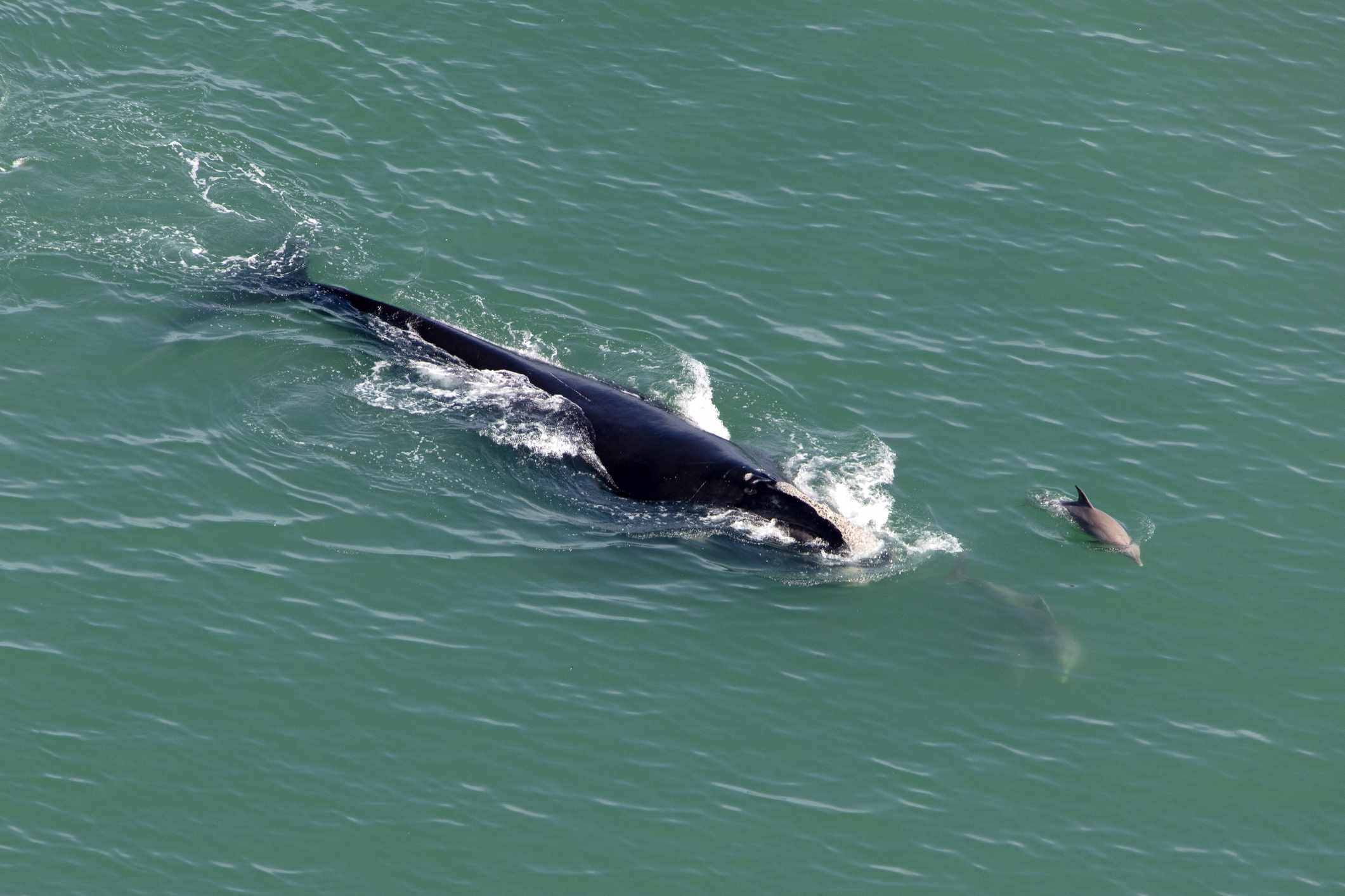 北大西洋露脊鲸浮出海面，周围环绕着鼠海豚