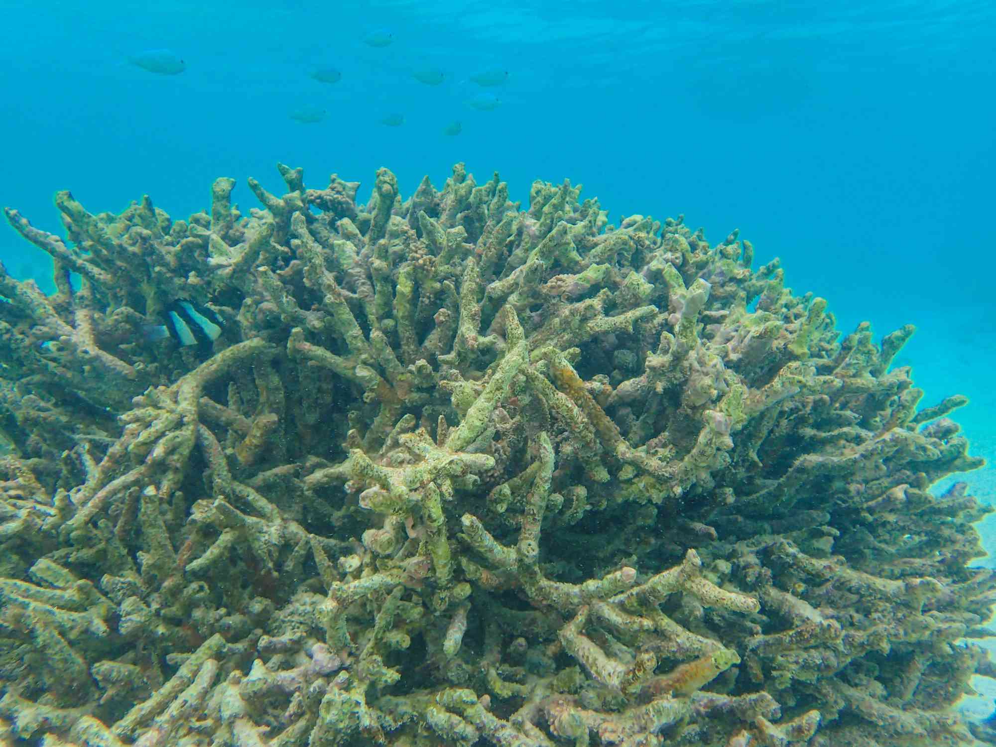 一种被各种颜色和形状的藻类覆盖的大珊瑚＂width=