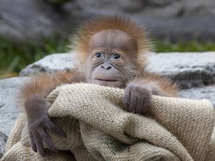 婴儿苏门答腊猩猩出生于圣地亚哥动物园