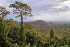 俯瞰贝利兹南部的玛雅黄金景观的雨林和山脉