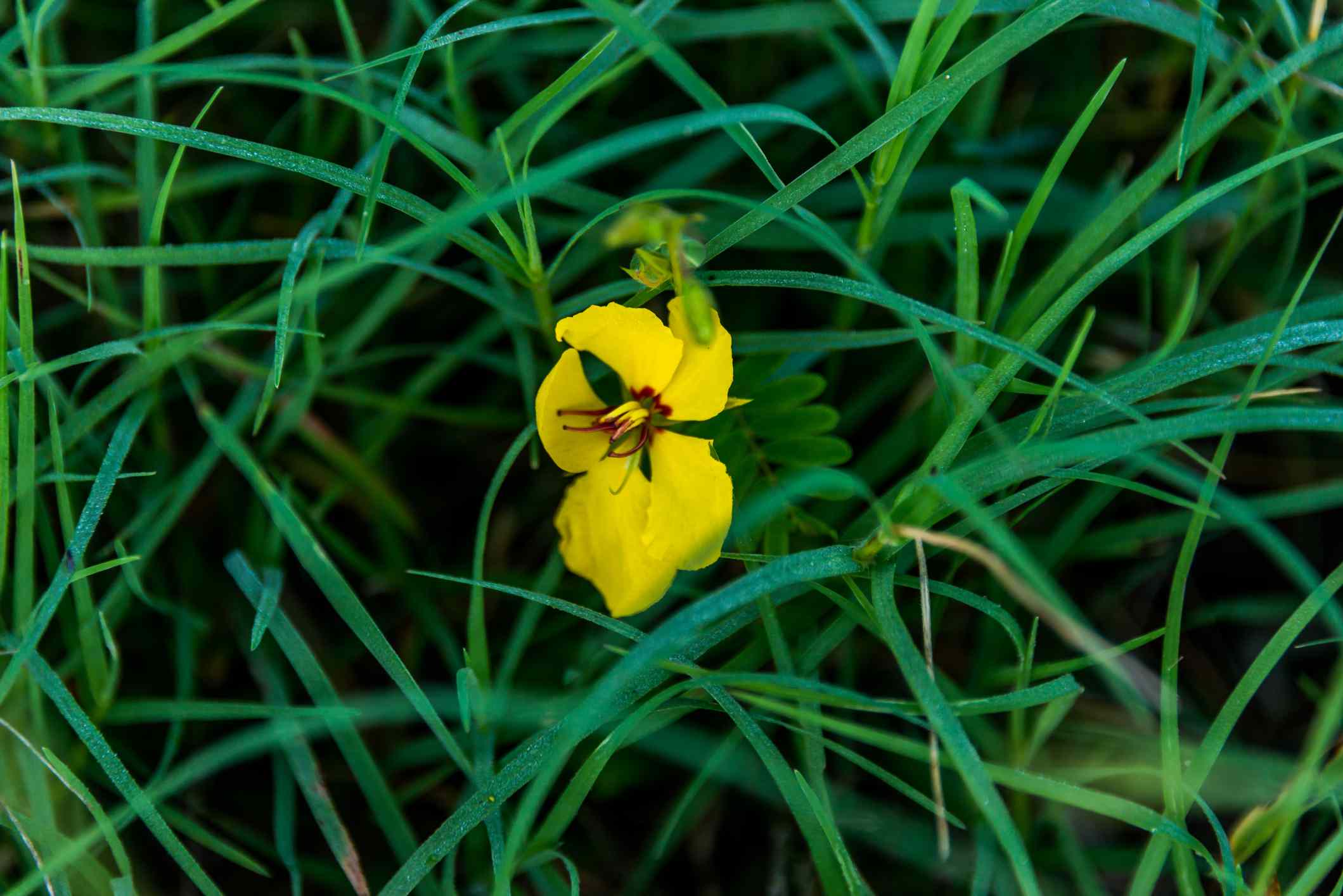 在一小块草地上，一株开着黄色花朵的豌豆