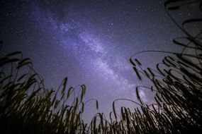 玉米地里的夜空