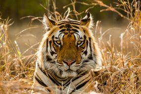 老虎在高草丛中
