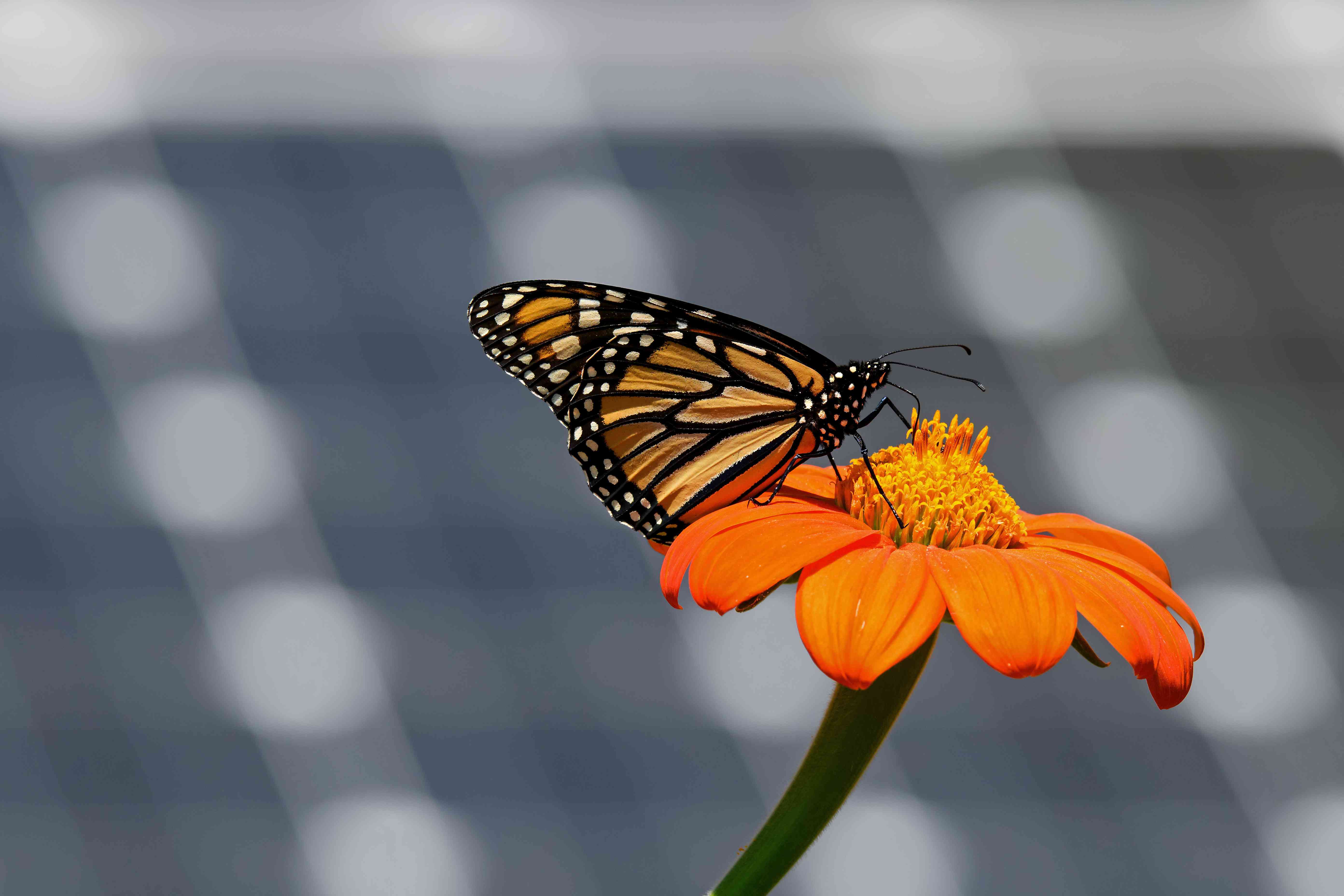 黑脉金斑蝶在墨西哥附近的向日葵太阳能电池板