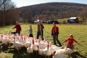 农民和他的家人放牧着一群有机饲养的火鸡