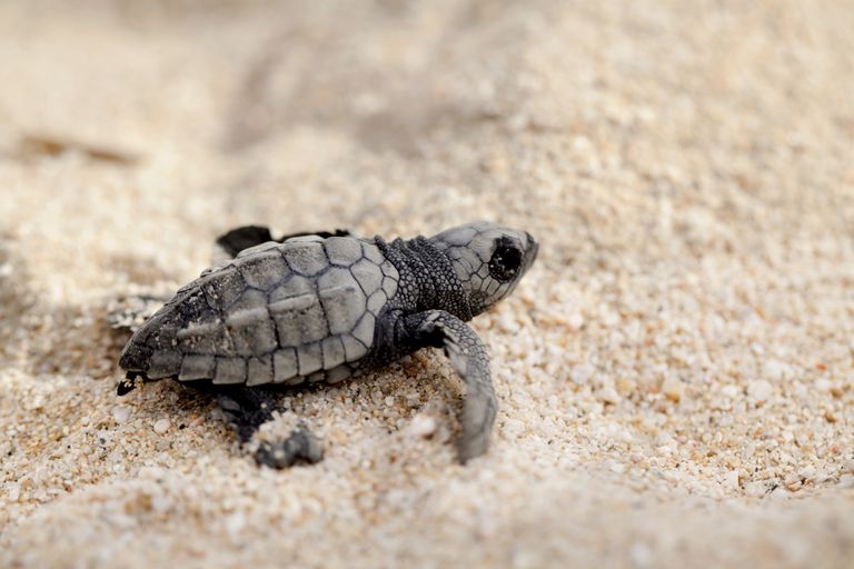 一只小Olive Ridley海龟在海滩上爬行。