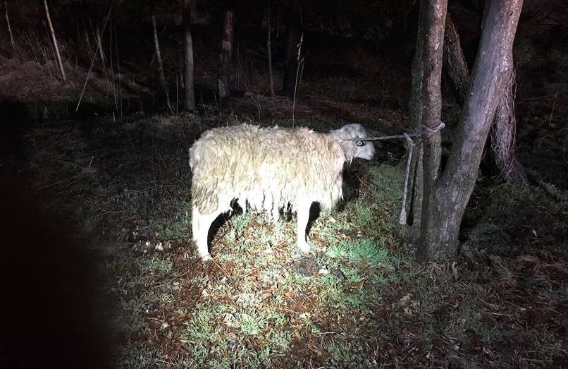 这只痛苦的羊后来被命名为“卡尔警官”，它被发现被绑在纽约科尼岛溪公园的一棵树上。