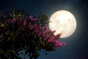 低角度视图开花树对天空在夜晚与大月亮