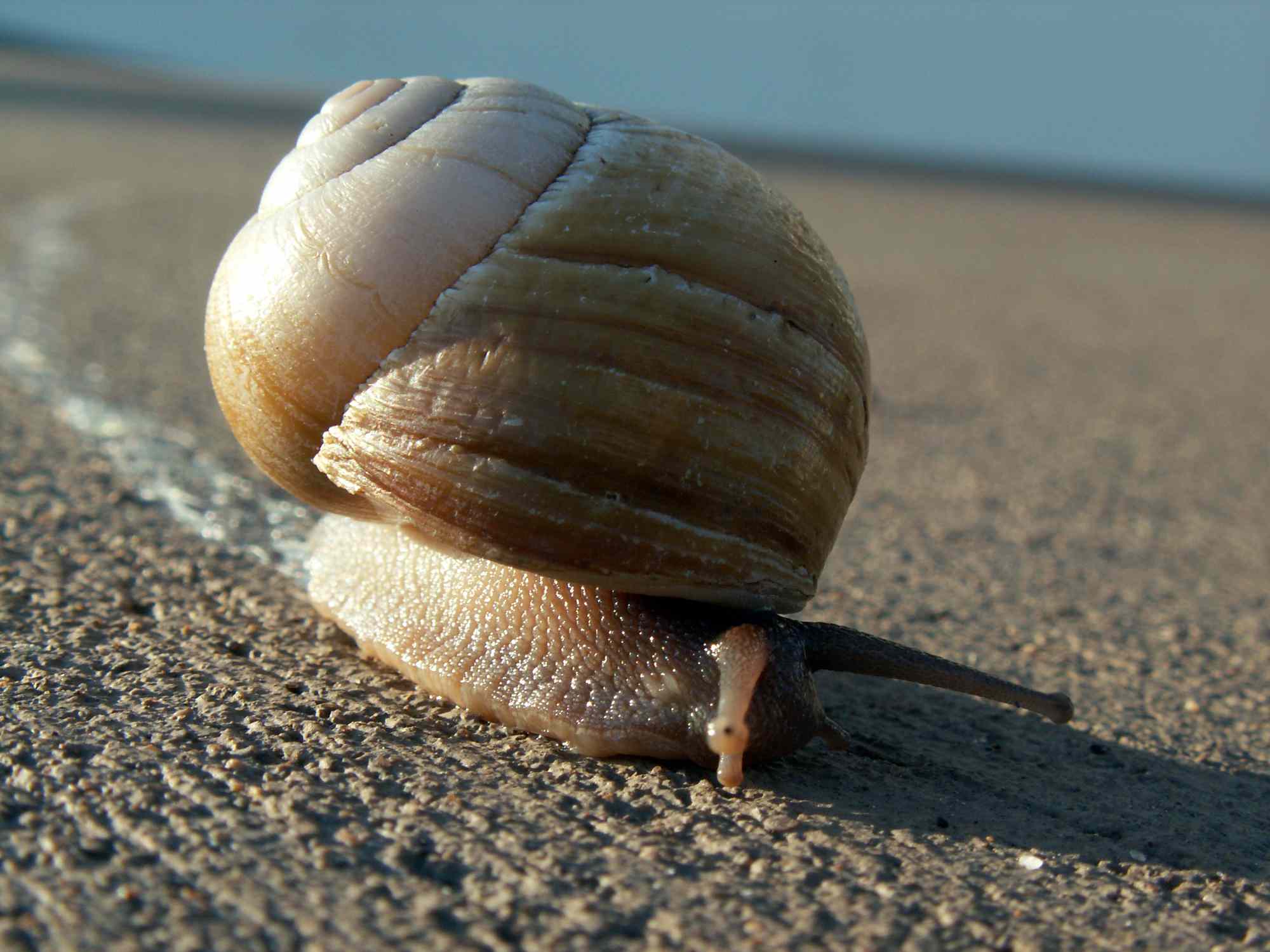 蜗牛移动时会留下黏滑的痕迹。＂width=