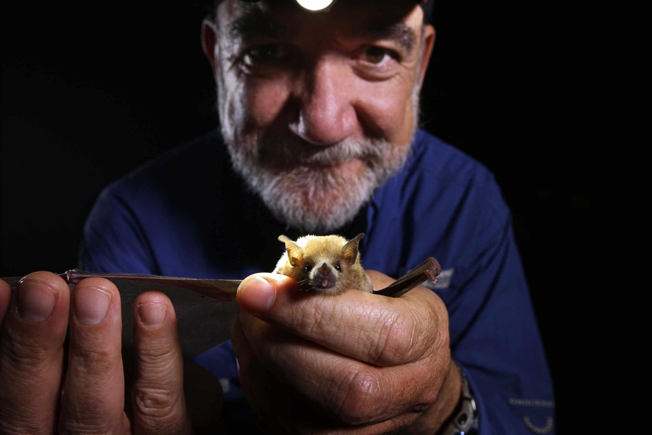 生态学家Rodrigo Medellin拿着一只较小的长鼻蝙蝠＂width=
