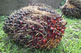 棕榈油的水果