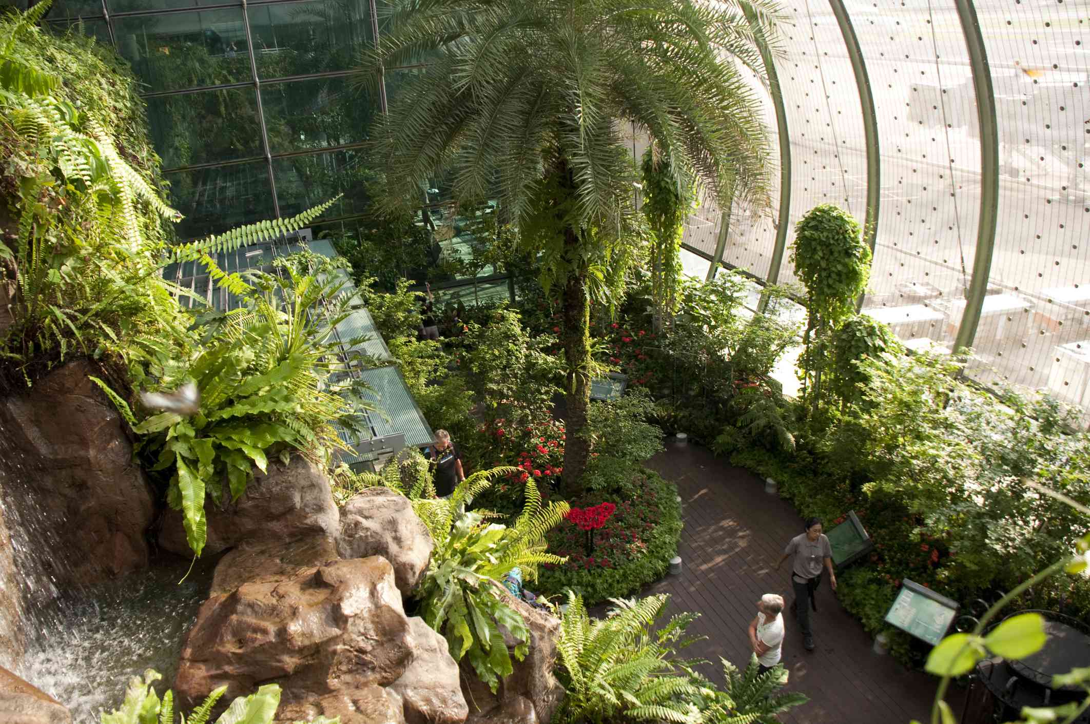 曲面玻璃窗、郁郁葱葱的草木和新加坡樟宜机场蝴蝶花园的蕨类植物