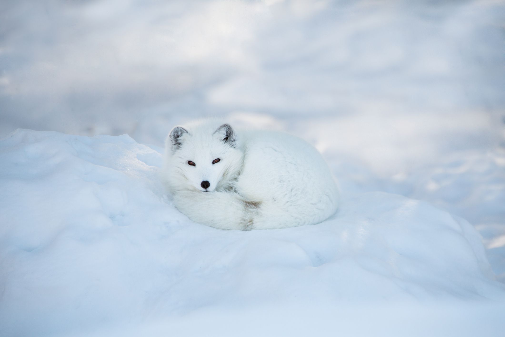 雪白的北极狐蜷缩在雪白的雪床上＂width=