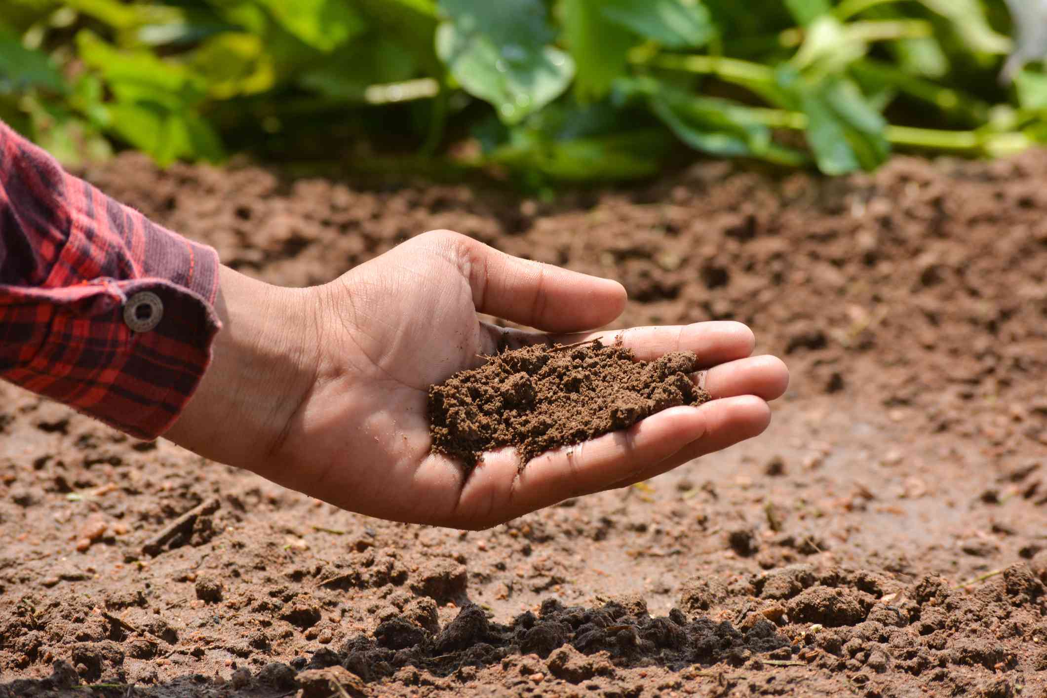 农民在生长前检查土壤健康的手”width=