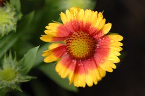 黄色和红色毛毯花(Gaillardia X grandflora)为6区